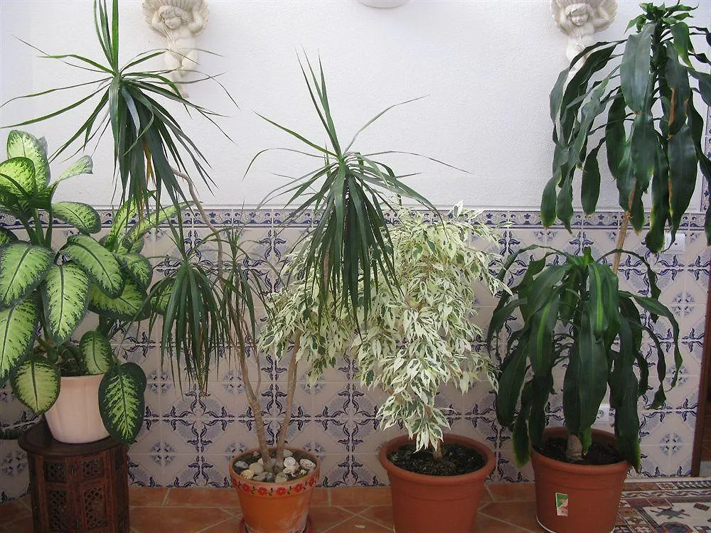 Guest house Aurora Sol Hotel Praia Da Luz